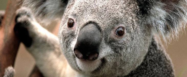 NSW | Koala Tracking & State Forest Camp