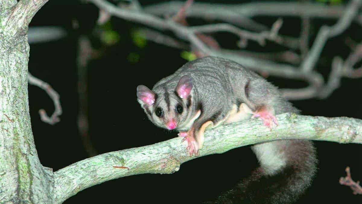 NSW | Squirrel Glider Surveying and Spotlighting